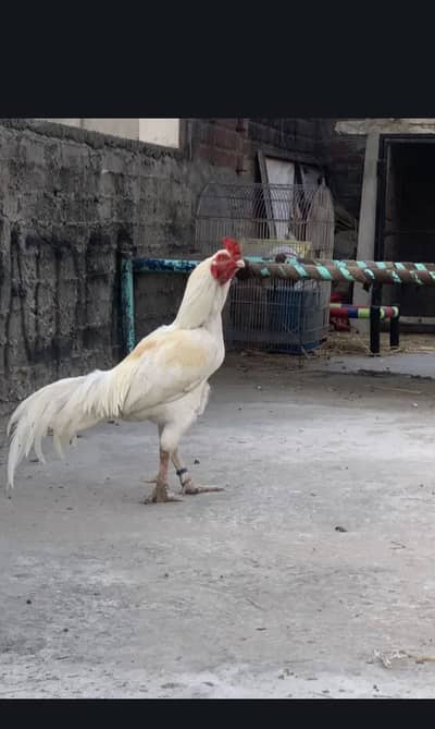 Aseel herra + reza + Java