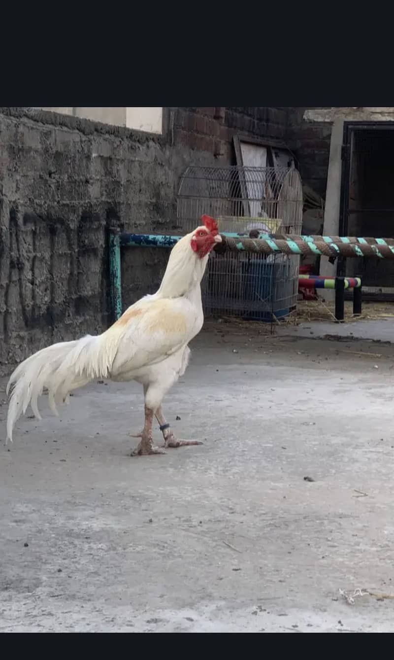 Aseel herra + reza + Java 0