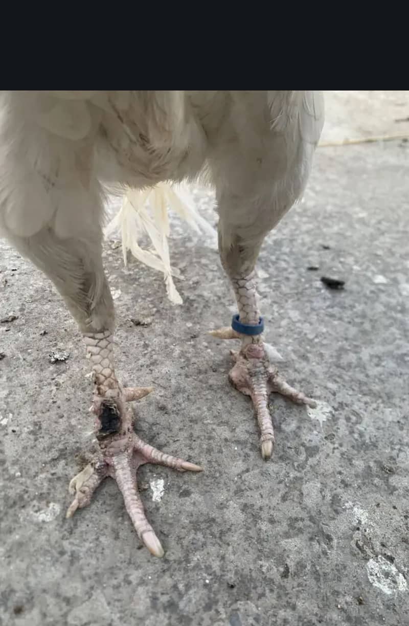 Aseel herra + reza + Java 1