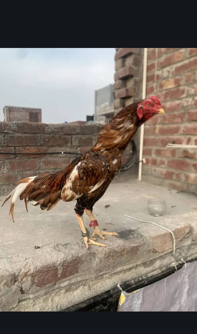 Aseel herra + reza + Java 2