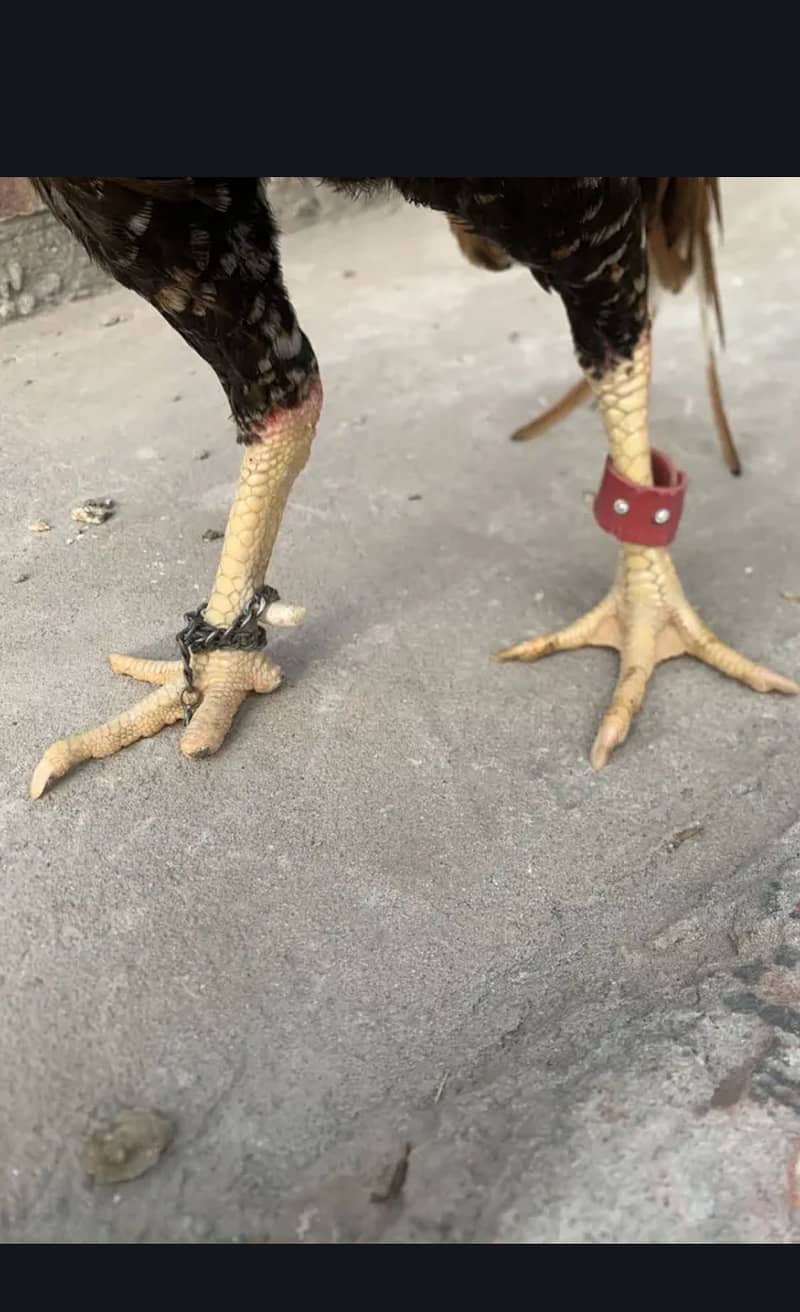 Aseel herra + reza + Java 3