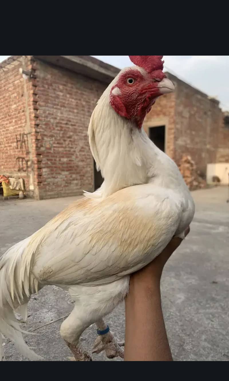 Aseel herra + reza + Java 4