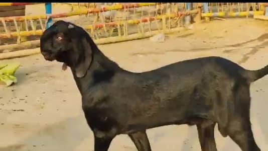 Desi beetle bakra urgent for sale