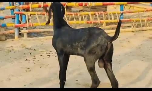 Desi beetle bakra urgent for sale