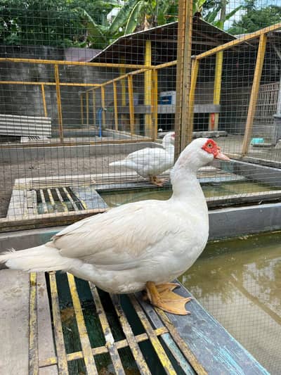 White Muscovy ducks Eggs