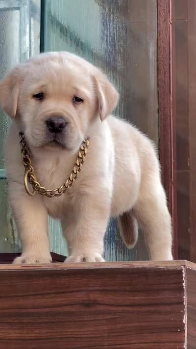 labrador puppy available