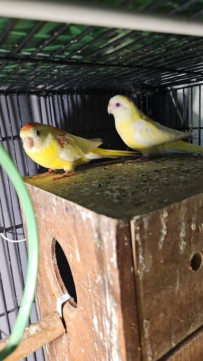 litino rump perret breeder pair for sale