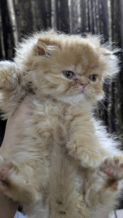 Persian Male kitten