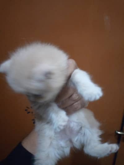 Percian kittens