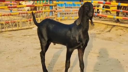 Desi beetle bakra urgent for sale