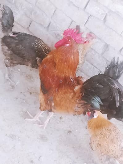 2+7 Desi hens eggs dy rahi sab