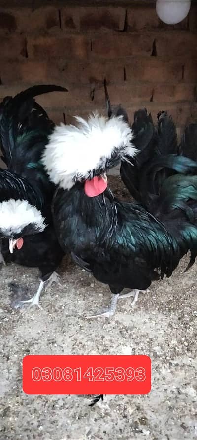 fancy hen or aseel hen chick or egg avail  03137305439