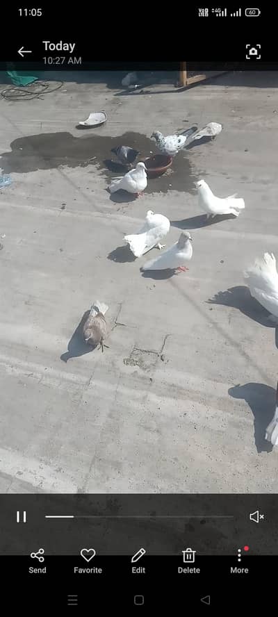 for sal . 03074431312