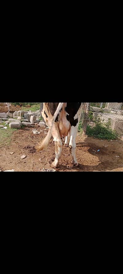 Cow Ready to give birth In 1 ,2 days