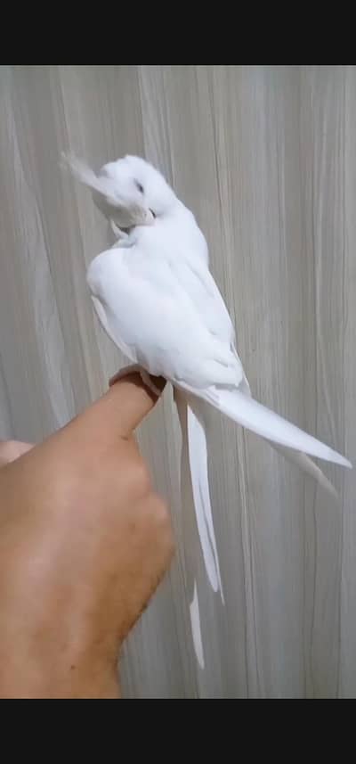 Hand tamed eno red eyes playfull friendly ha cargopossible 03161510578