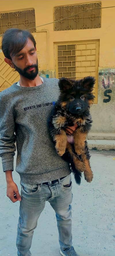 German shaped heavy bron