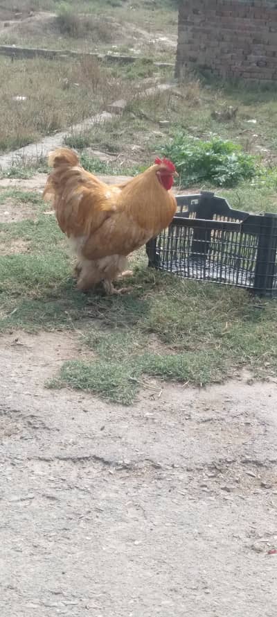 Golden buff healthy cock