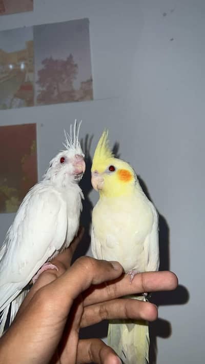 Eid Speical Deal Handtamed Cocktail Parrots For Sale