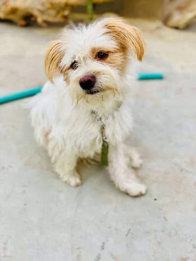 Russian dog for sell