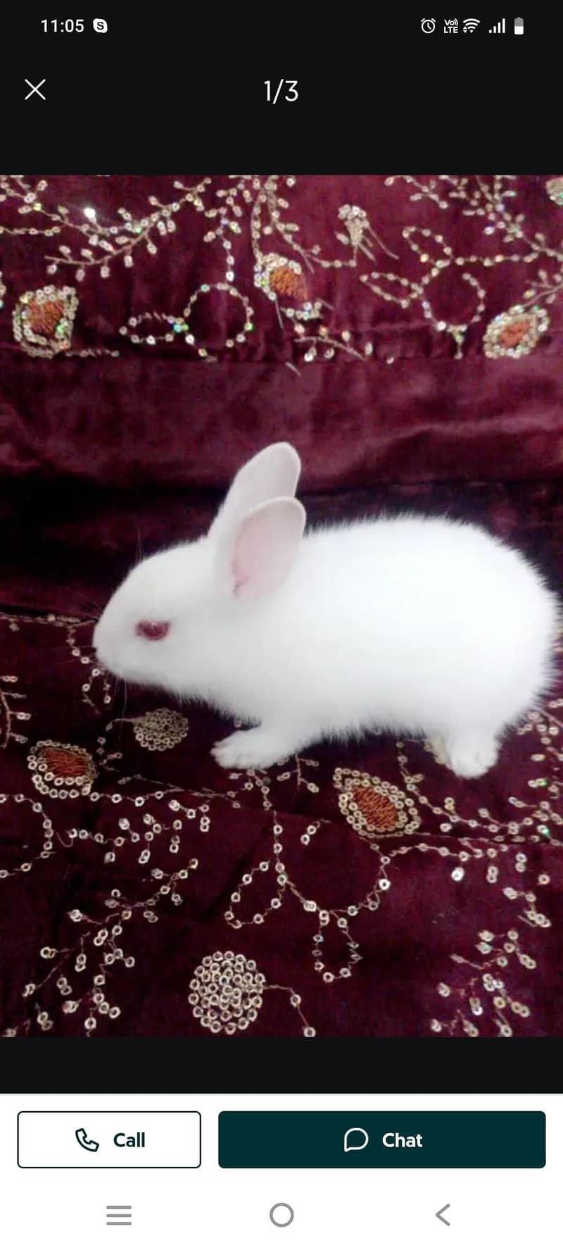 rabbit 2
