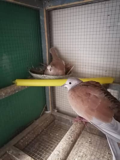 Dove Breedr Pair Available
