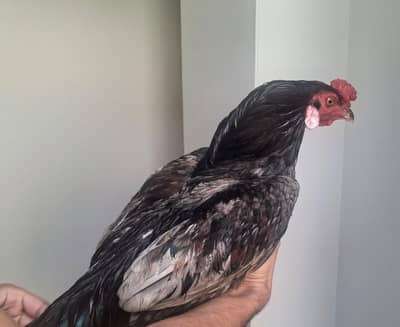 Aseel male Lohman Brown Females