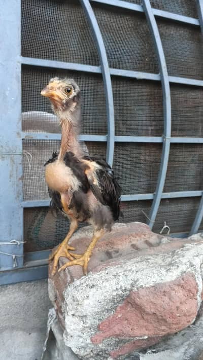 Home Breed all for sale  Thai Permoze Murgi eggs da rahi h