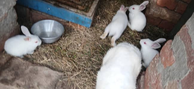 newzeland white bunnies 03214945377,   no cargo available