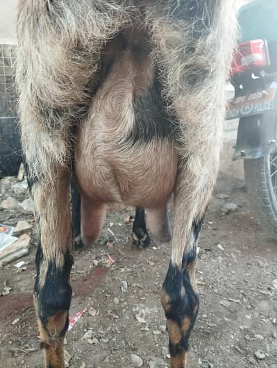 bakri 4 sale