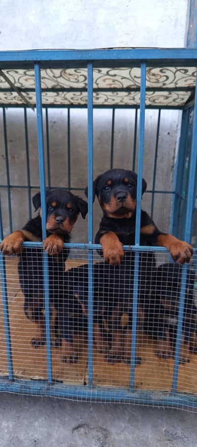Rottweiler pedigree puppy's