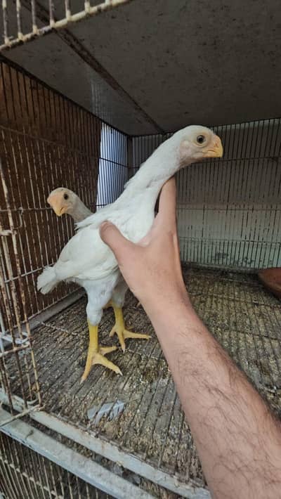 Parrot beak chicks | Coin Head Tampered