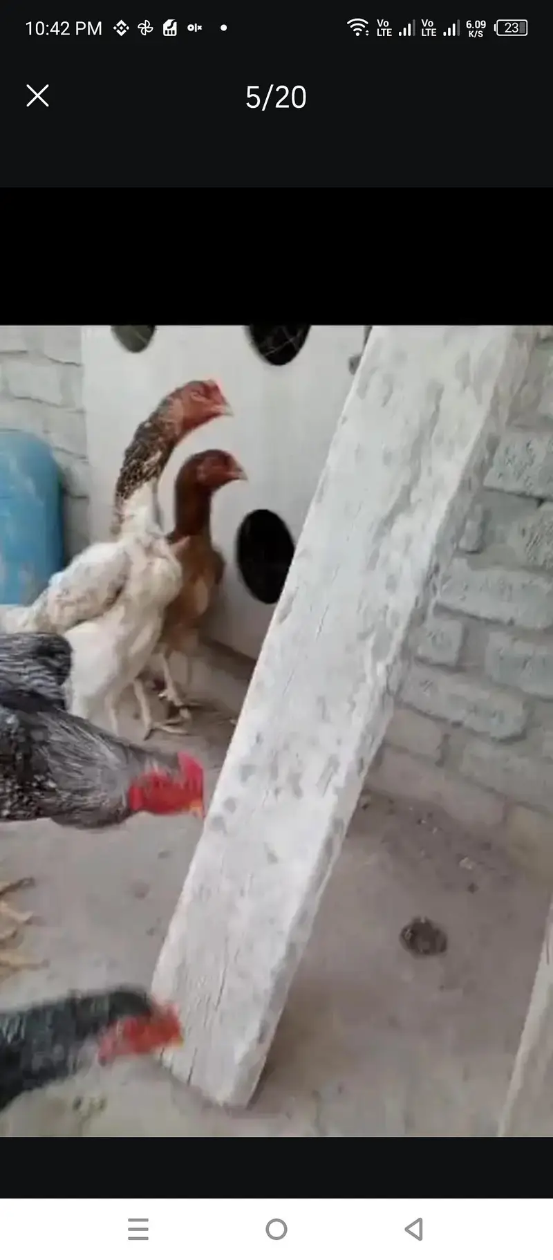 Aseel Shamo x Thai pathy pathiyan & eggs available