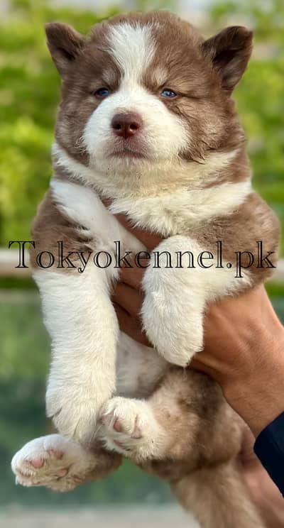 extreme quality Siberian husky long coat pedigree