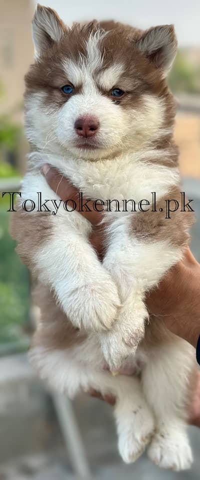 extreme quality Siberian husky long coat pedigree