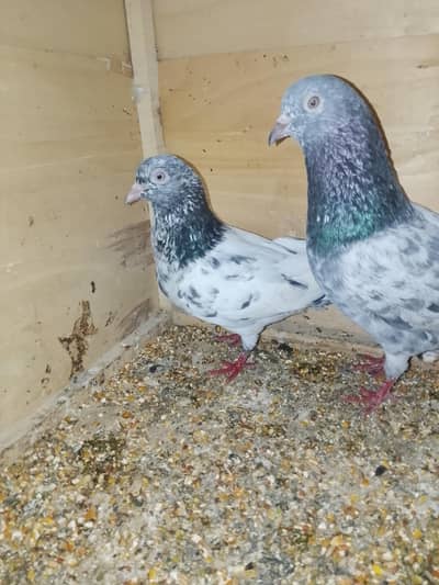 zeera pair pigeon number 0301720434