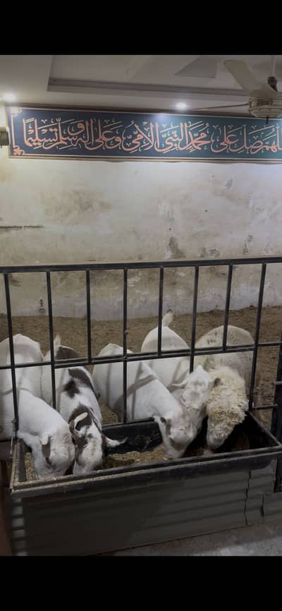 ایک ملازم کی ضرورت ہے