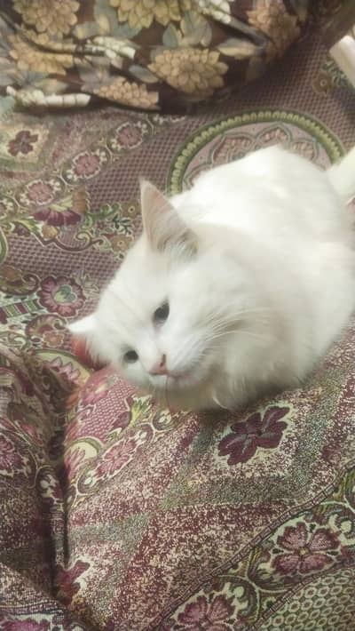 I have couple of Turkish angora, very attractive and disciplined