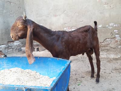 bakra or bakri
