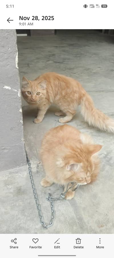 golden/Orange Persian cat pair