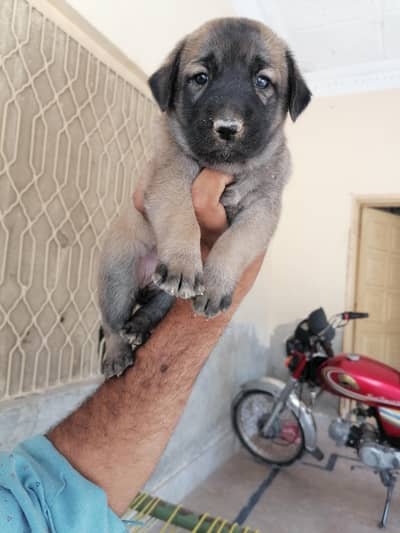 Alsatian female pup