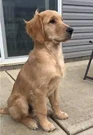 Golden Retriever pedigree pair available
