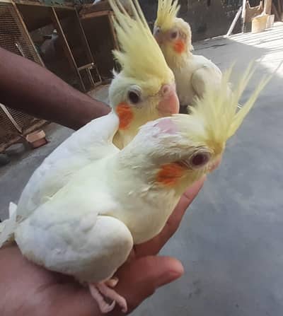 cocktail chicks for handtame