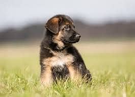 German  shepherd puppies for sale