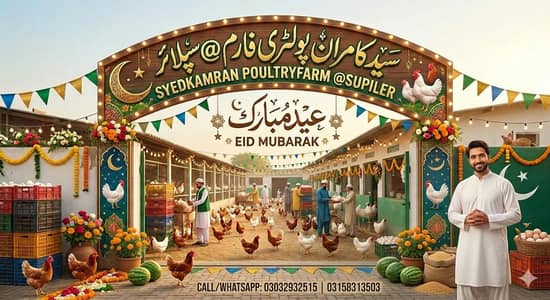 luman Black hen/golden chick's/ eggs laying hens |/pathy pathiya