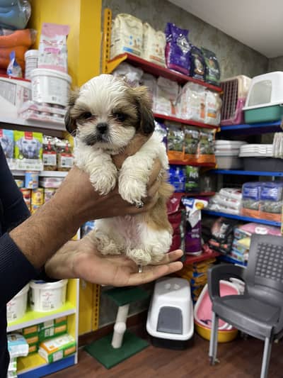 SHIHTZU puppies toy breed teacup Tzu
