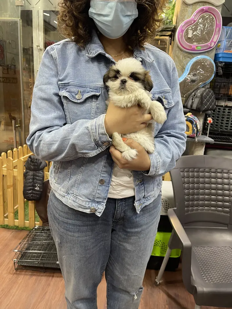 SHIHTZU puppies toy breed teacup Tzu — photo 4