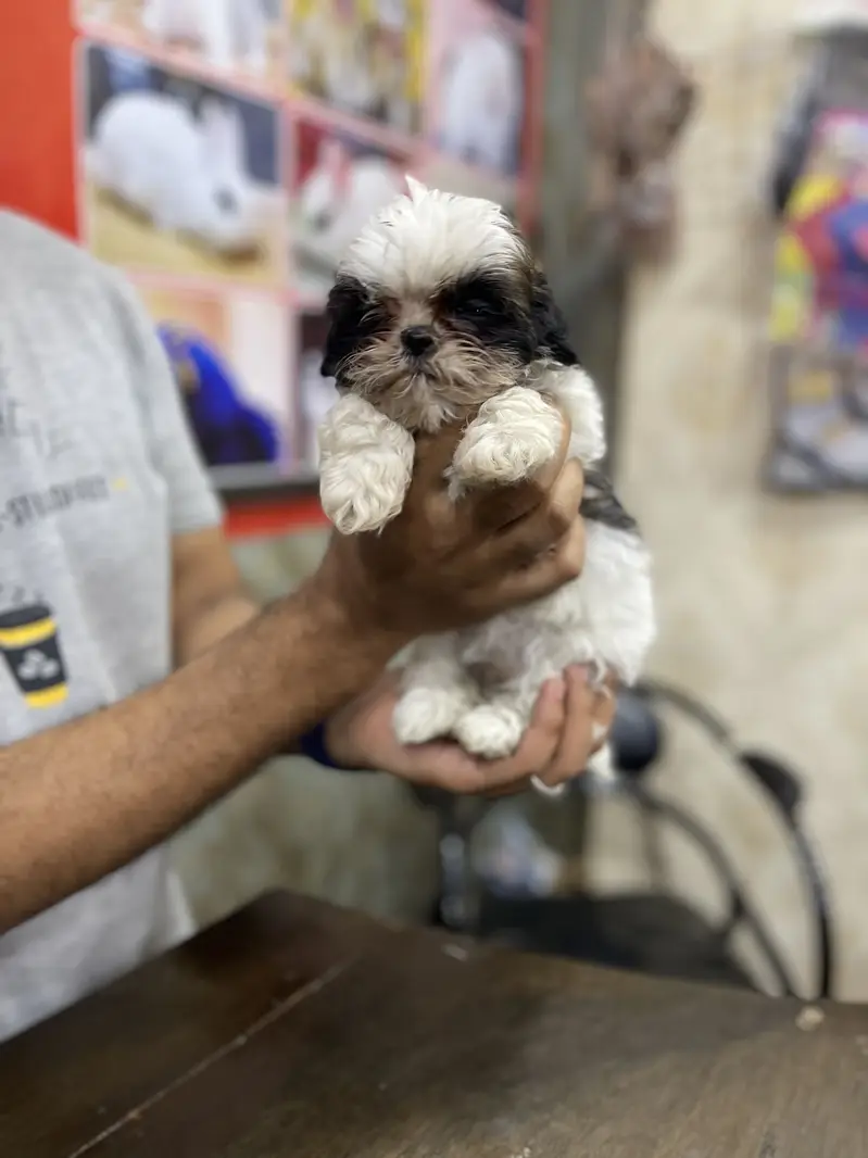 SHIHTZU puppies toy breed teacup Tzu — photo 6
