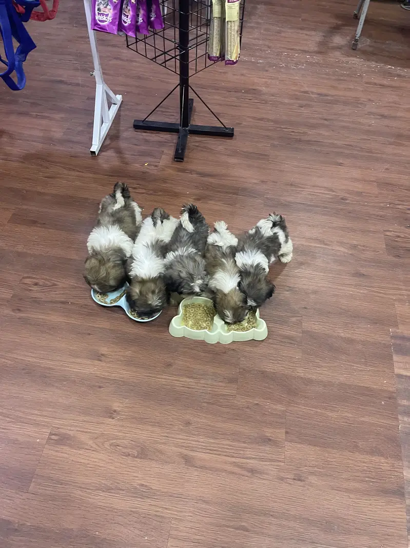 SHIHTZU puppies toy breed teacup Tzu — photo 7