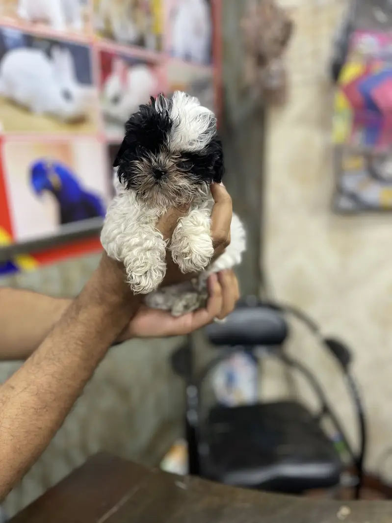 SHIHTZU puppies toy breed teacup Tzu — photo 8