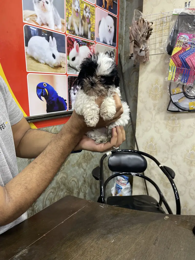 SHIHTZU puppies toy breed teacup Tzu — photo 10